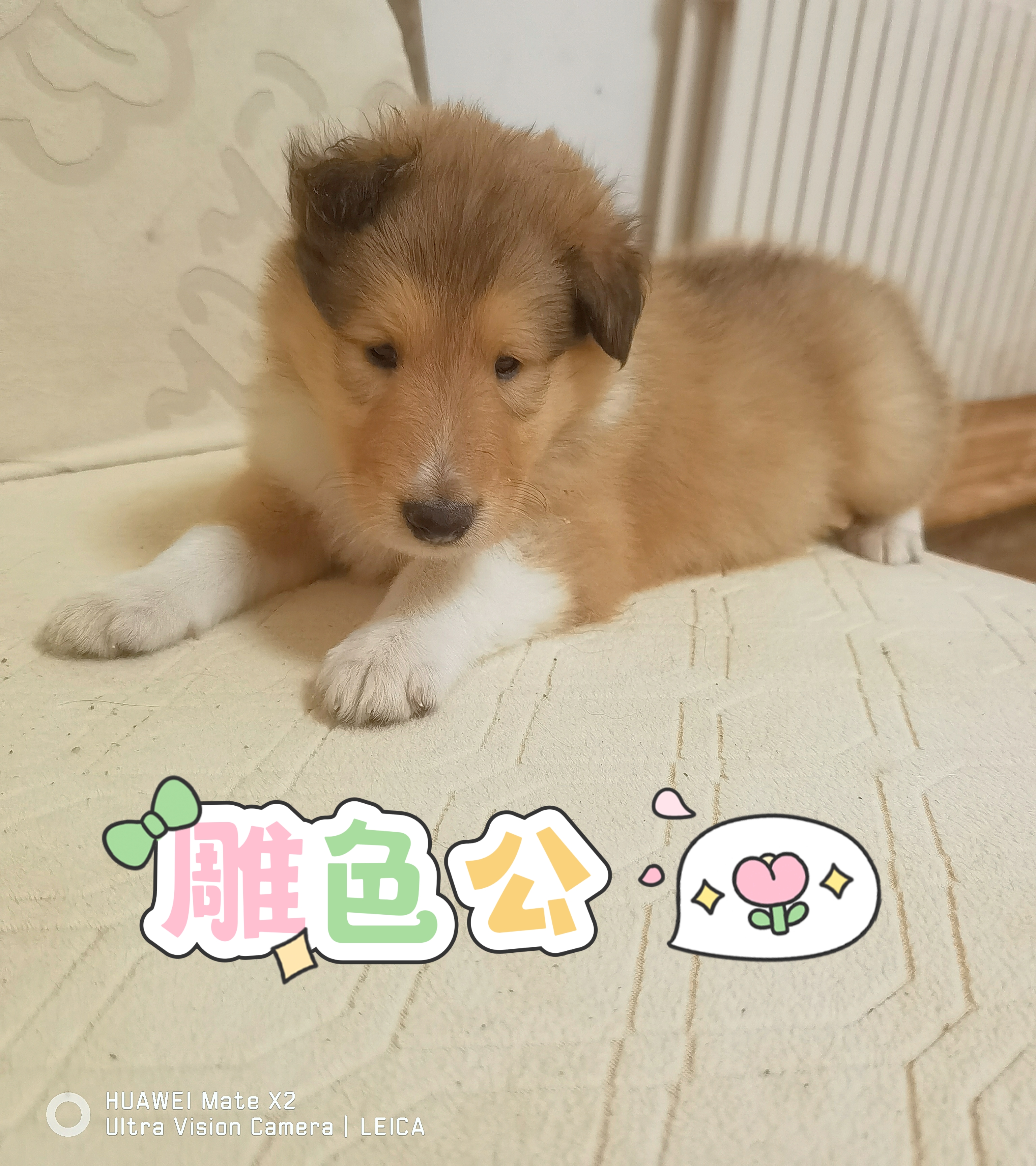 纯种美系双血统苏格兰牧羊犬